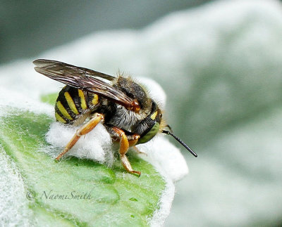 Anthidium manicatum - Wool Carder Bee AU16 #0729