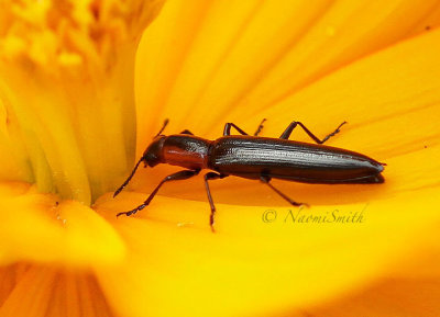 Acropteroxys gracilis JL16 #2725