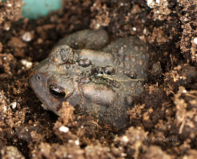 American Toad S16 #0889