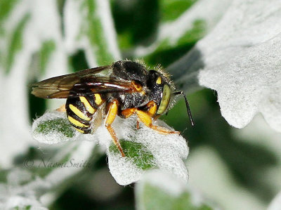 Anthidium oblongatum S16 #0695