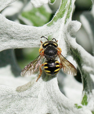 Anthidium oblongatum S16 #0713