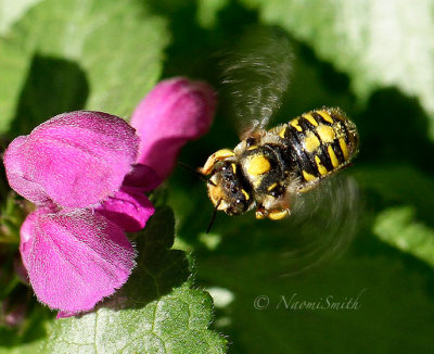 Anthidium manicatum - F S16 #0143
