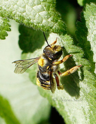 Anthidium manicatum - F S16 #0154.
