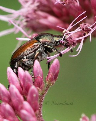 Japanese Beetles - Popilla japonica  AU16 #7995