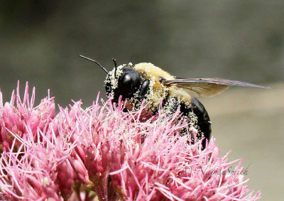 Carpenter Bee AU16 #8015