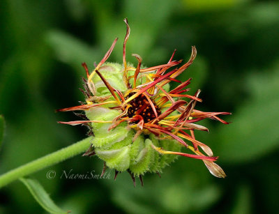 Calendula Seedhead S16 #9455