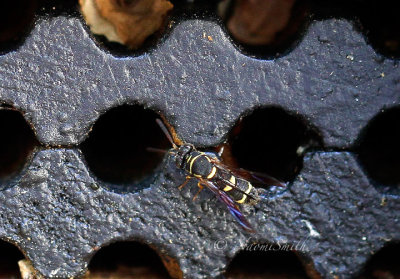 Leucospis affinis S16 #9893