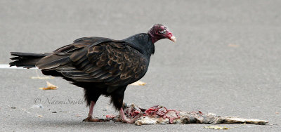 Turkey Vulture O16 #2940