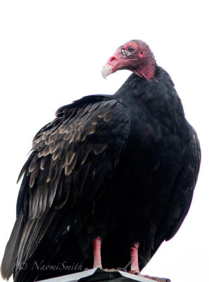 Turkey Vulture O16 #3024