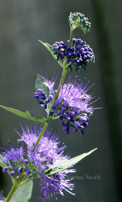 Blue Mist - Caryopteris x clandonensis S16 #8331