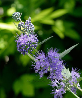 Blue Mist - Caryopteris x clandonensis S16 8333