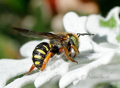 Anthidium oblongatum S16 #8469