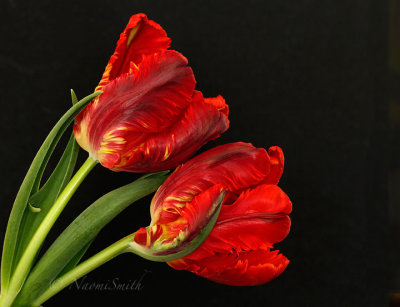 Garden Fire - Parrot Tulip F17 #4979