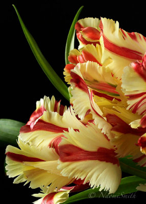 Flaming Parrot Tulip F17 #4905