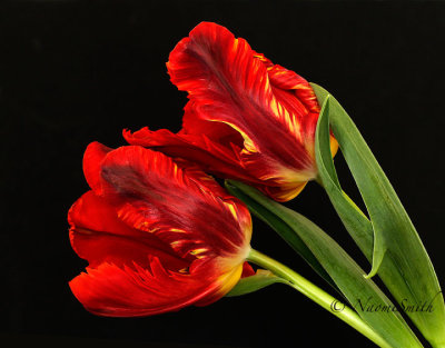Garden Fire - Parrot Tulip F17 #4968