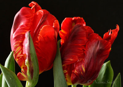 Garden Fire - Parrot Tulip F17 #4948