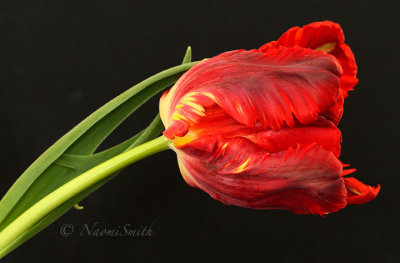 Garden Fire Parrot Tulip F17 #4958