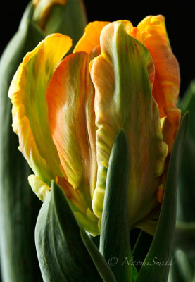 Irene - Parrot Tulip F17 #4927