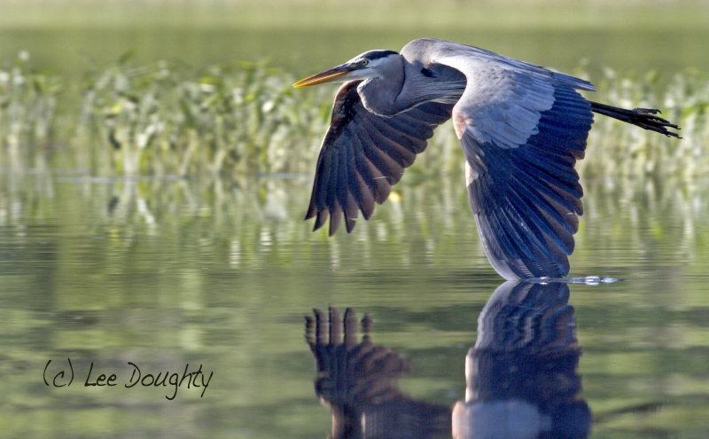 Great Blue Heron