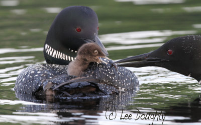 Loons Feeding Chick.jpg