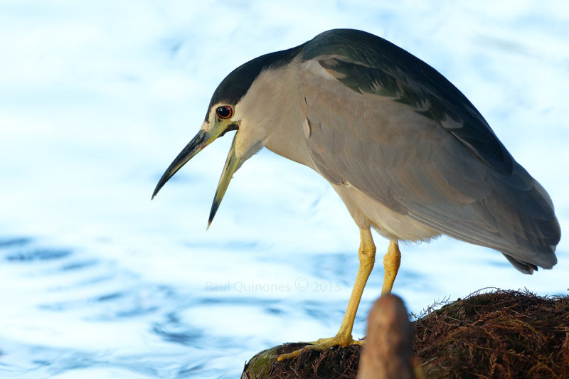 Black-crowned Night Heron 