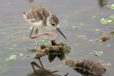 Black-necked Stilt