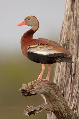 Black-bellied Whistling-Duck