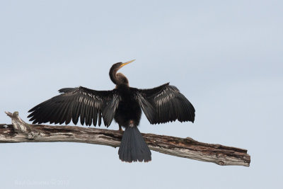 Anhinga