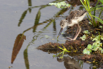 Black-necked Stilt