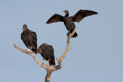 Black Vulture and Double-crested Cormorant