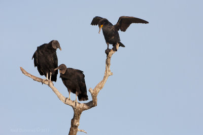 Black Vulture and Double-crested Cormorant