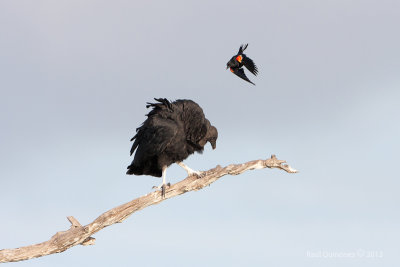 Black Vulture and Red-winged Blackbird