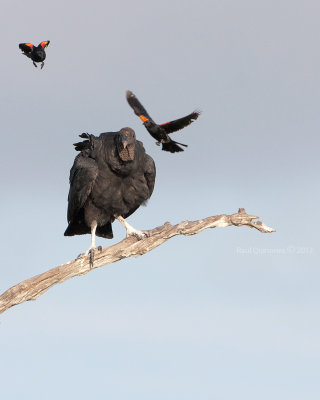 Black Vulture and Red-winged Blackbird