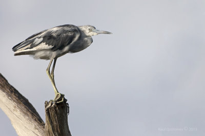 Little Blue Heron