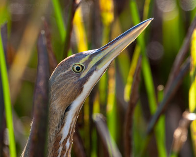 American Bittern