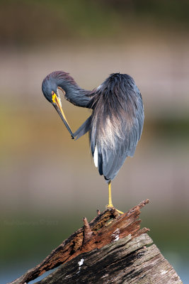 Tricolored Heron