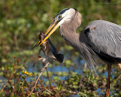 Great Blue Heron with fish