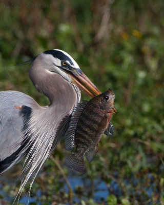 Great Blue Heron with fish