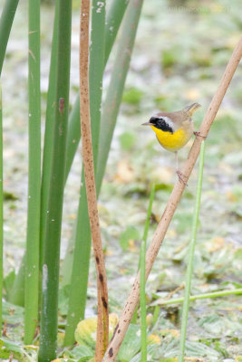 Common Yellowthroat