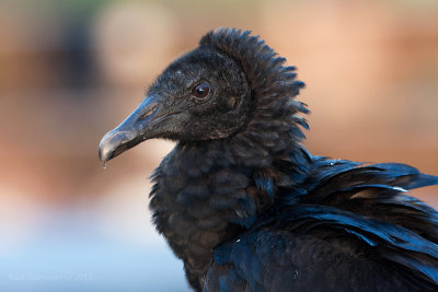 Black Vulture