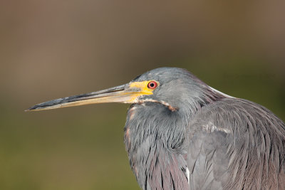 Tricolored Heron