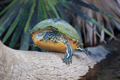 Red-bellied Turtle