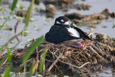 Black-necked Stilt in nest