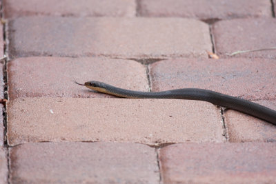 Black Racer Snake