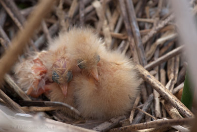 Least Bittern chicks (2 days old)