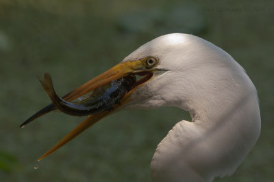 Great Egret