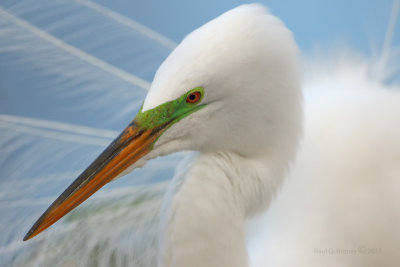 Great Egret