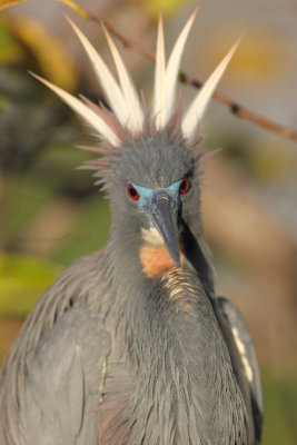 Tricolored Heron