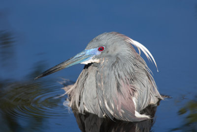 Tricolored Heron (breeding)