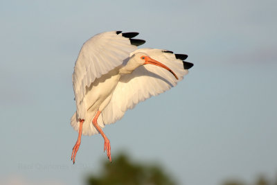 White Ibis flight